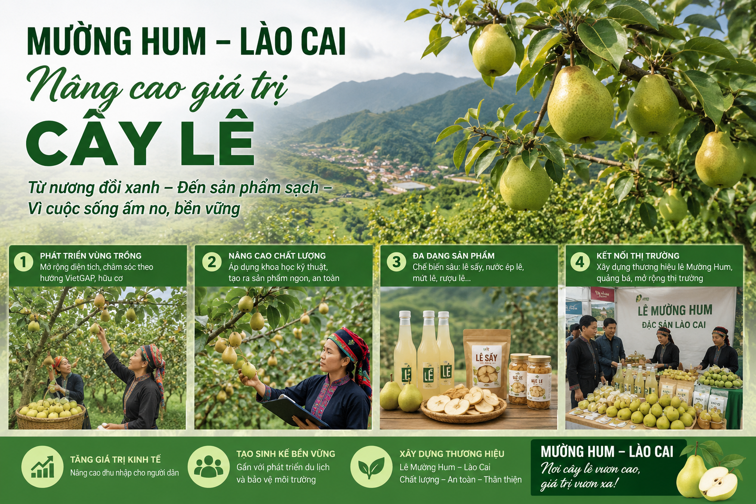 Mường Hum đang phát triển cây lê theo hướng hàng hóa, góp phần nâng cao thu nhập và mở ra hướng phát triển kinh tế bền vững cho người dân vùng cao.